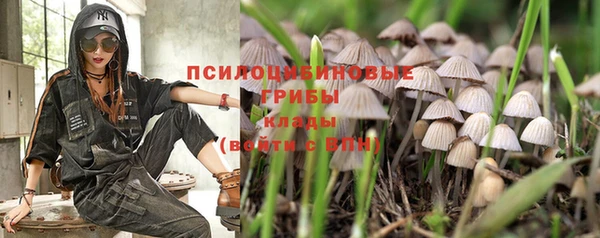 ешки Аркадак